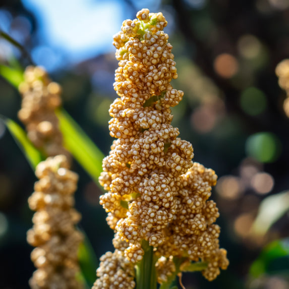 NaturePep_Quinoa.webp